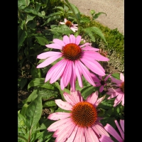 Echinacea purpurea 'Prairia Splendor' (3)